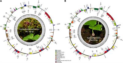 Comparative Chloroplast Genomics of Seven Endangered Cypripedium Species and Phylogenetic Relationships of Orchidaceae